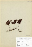 藏品(細葉蕗蕨)的圖片